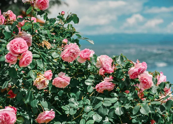 Petra Hills Majestic Апартаменты Опатия